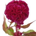 Cockscomb