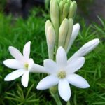 100 Flower Name in English and Hindi with Pictures -_61.1