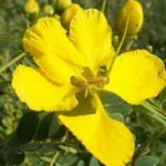 100 Flower Name in English and Hindi with Pictures -_98.1