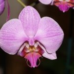 100 Flower Name in English and Hindi with Pictures -_71.1