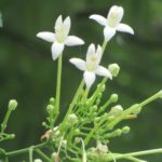 100 Flower Name in English and Hindi with Pictures -_62.1