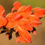 Butea Monosperma