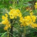 100 Flower Name in English and Hindi with Pictures -_74.1
