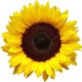 100 Flower Name in English and Hindi with Pictures -_96.1