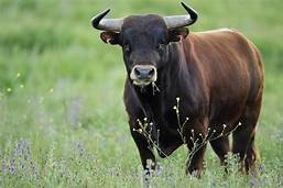 Pet Animals Name, Domestic Animals Name in English & Hindi -_3.1