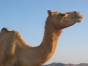 Pet Animals Name, Domestic Animals Name in English & Hindi -_4.1
