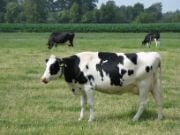 Pet Animals Name, Domestic Animals Name in English & Hindi -_6.1