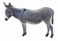 Pet Animals Name, Domestic Animals Name in English & Hindi -_8.1