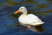 Pet Animals Name, Domestic Animals Name in English & Hindi -_9.1