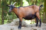 Pet Animals Name, Domestic Animals Name in English & Hindi -_11.1