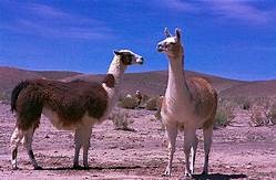 Pet Animals Name, Domestic Animals Name in English & Hindi -_13.1