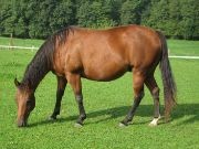 Pet Animals Name, Domestic Animals Name in English & Hindi -_14.1
