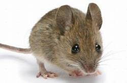 Pet Animals Name, Domestic Animals Name in English & Hindi -_24.1