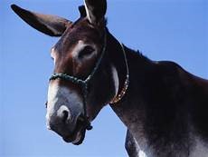 Pet Animals Name, Domestic Animals Name in English & Hindi -_16.1