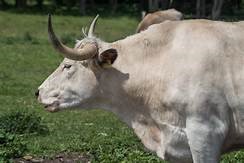 Pet Animals Name, Domestic Animals Name in English & Hindi -_17.1