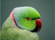 Pet Animals Name, Domestic Animals Name in English & Hindi -_23.1