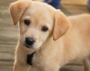 Pet Animals Name, Domestic Animals Name in English & Hindi -_25.1