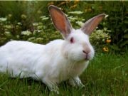 Pet Animals Name, Domestic Animals Name in English & Hindi -_19.1