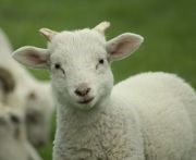 Pet Animals Name, Domestic Animals Name in English & Hindi -_20.1