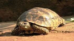 Pet Animals Name, Domestic Animals Name in English & Hindi -_21.1
