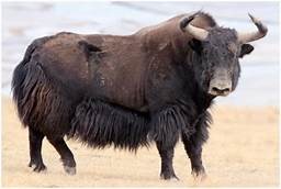 Pet Animals Name, Domestic Animals Name in English & Hindi -_22.1