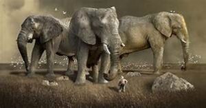 Pet Animals Name, Domestic Animals Name in English & Hindi -_10.1