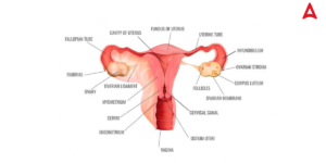 Female Reproductive System Diagram, Parts and Functions For Class 10 &12