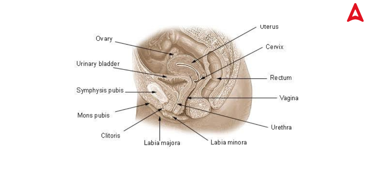 Female Reproductive System