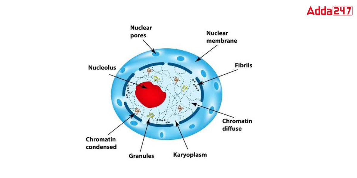 What is nucleus nucleus diagram structure function