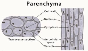 Parenchymatous