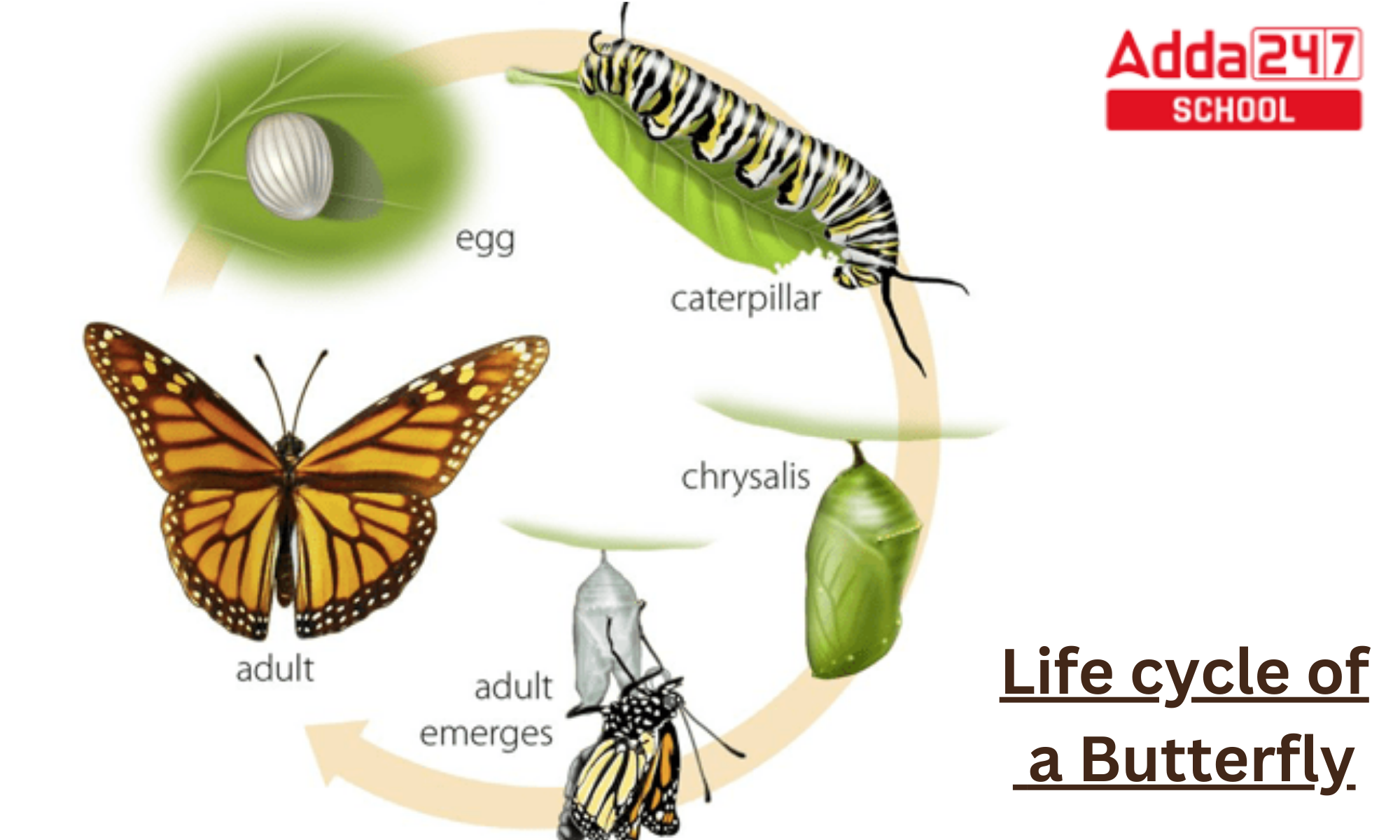 Life Cycle of a Butterfly