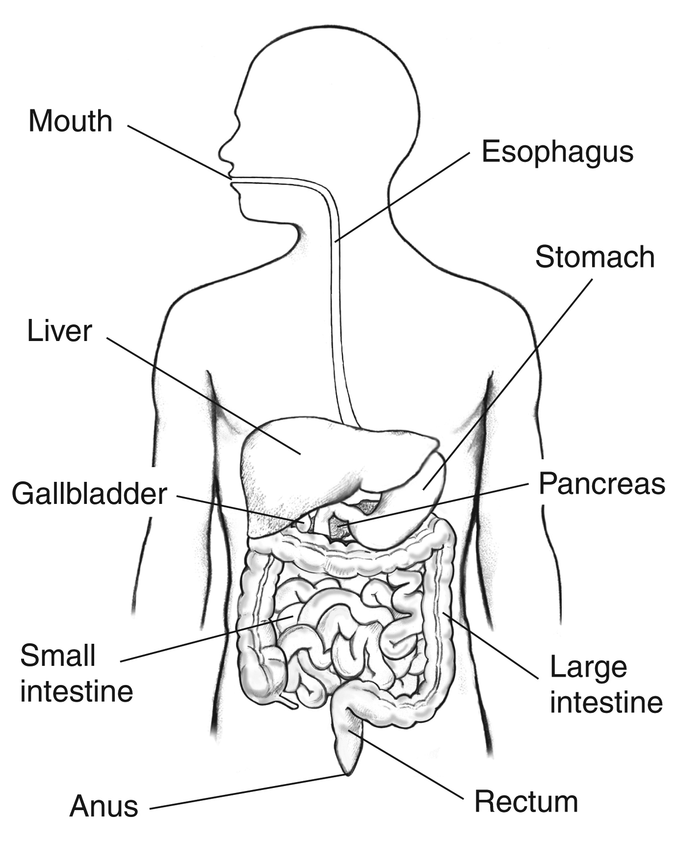 digestive system