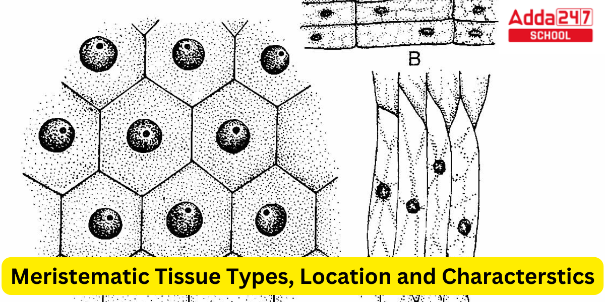 Meristematic Tissue