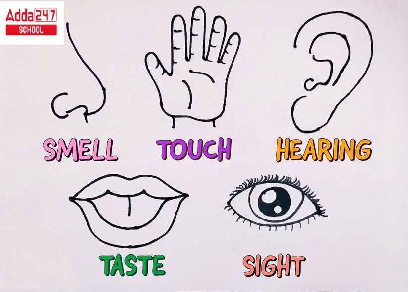 five sense organs chart