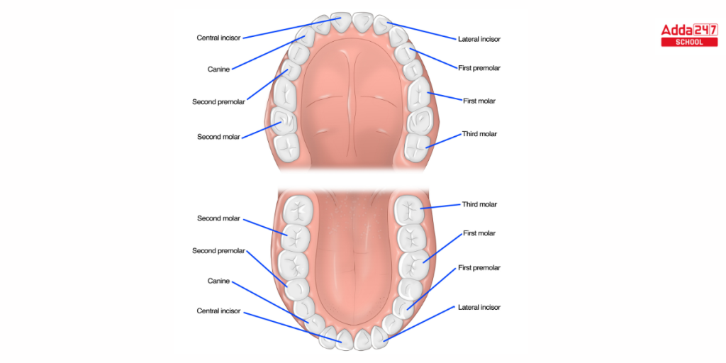Types of Teeth and Their Functions and Diagram