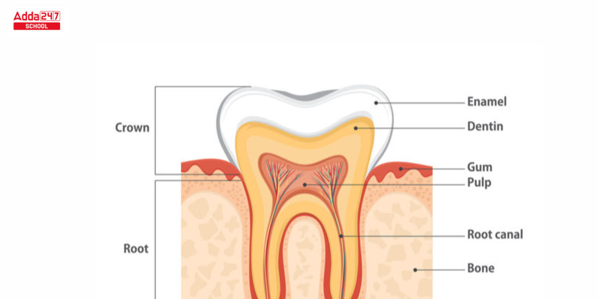 Types of Teeth and Their Functions and Diagram -_7.1