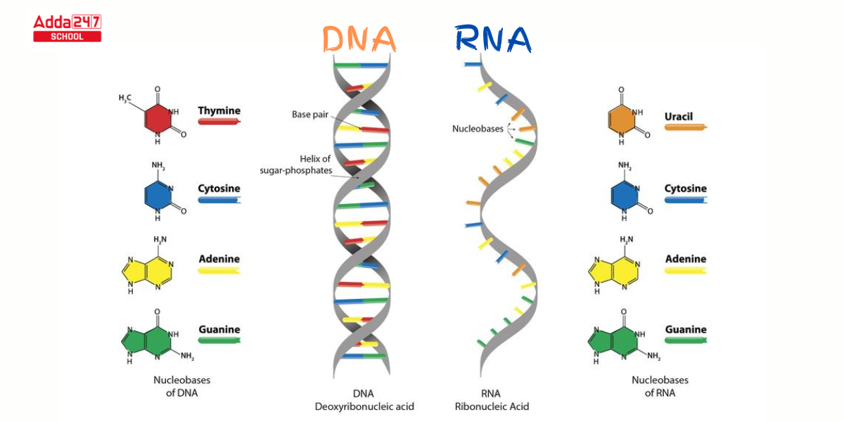 Difference Between DNA and RNA- Know Basic Facts -_3.1