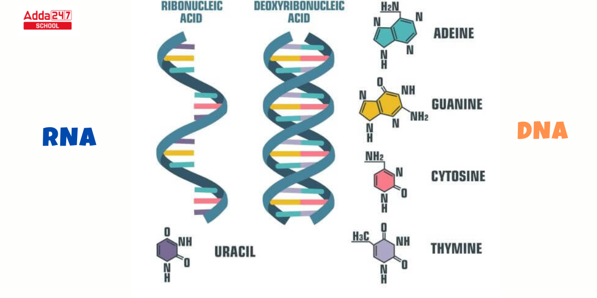 Difference Between DNA and RNA- Know Basic Facts -_4.1