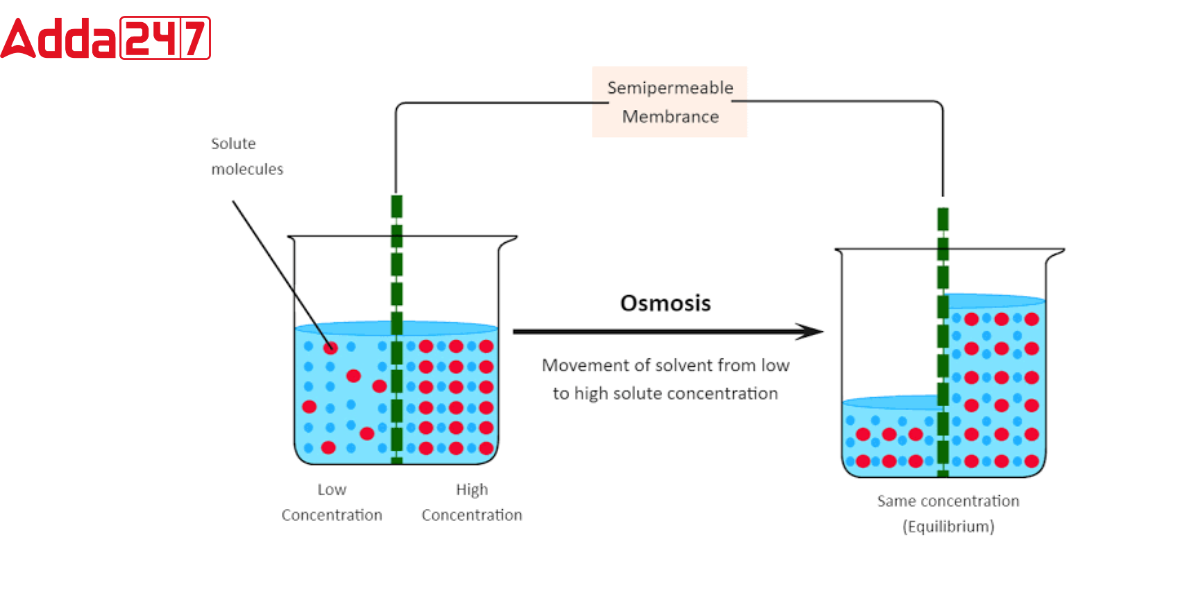 Difference Between Osmosis and Diffusion for Class 9 -_3.1
