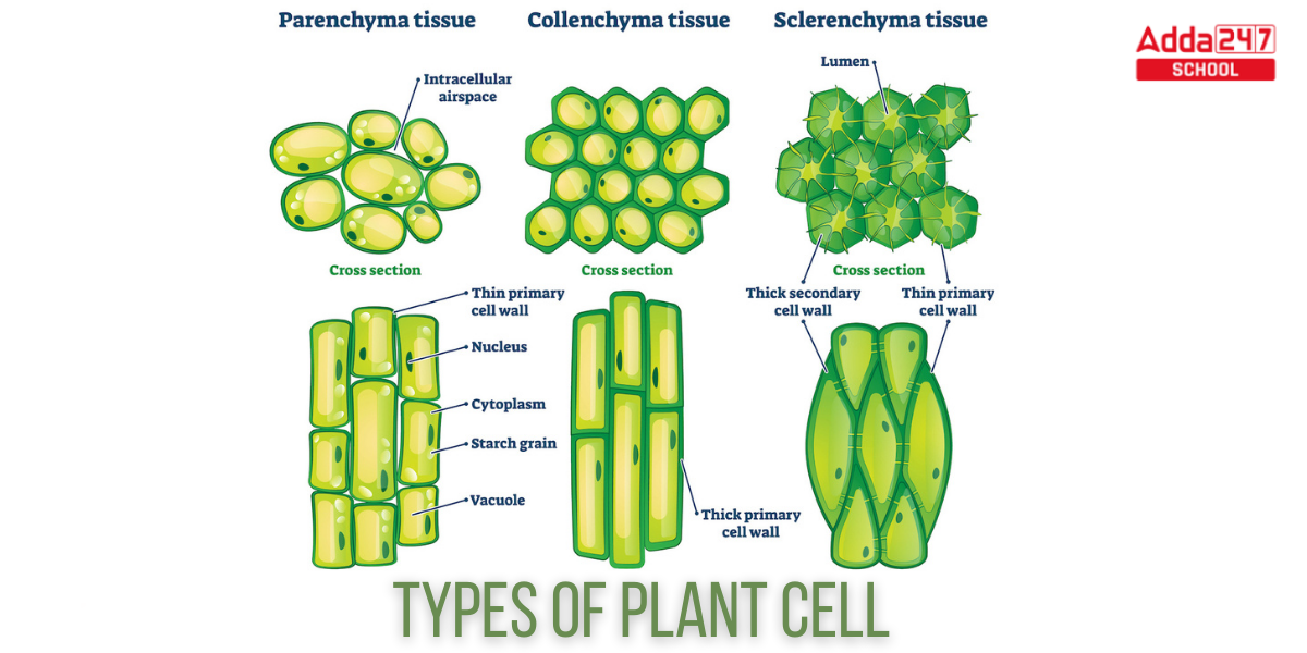 Plant Cell Definition, Structure, Function, Diagram & Types -_5.1