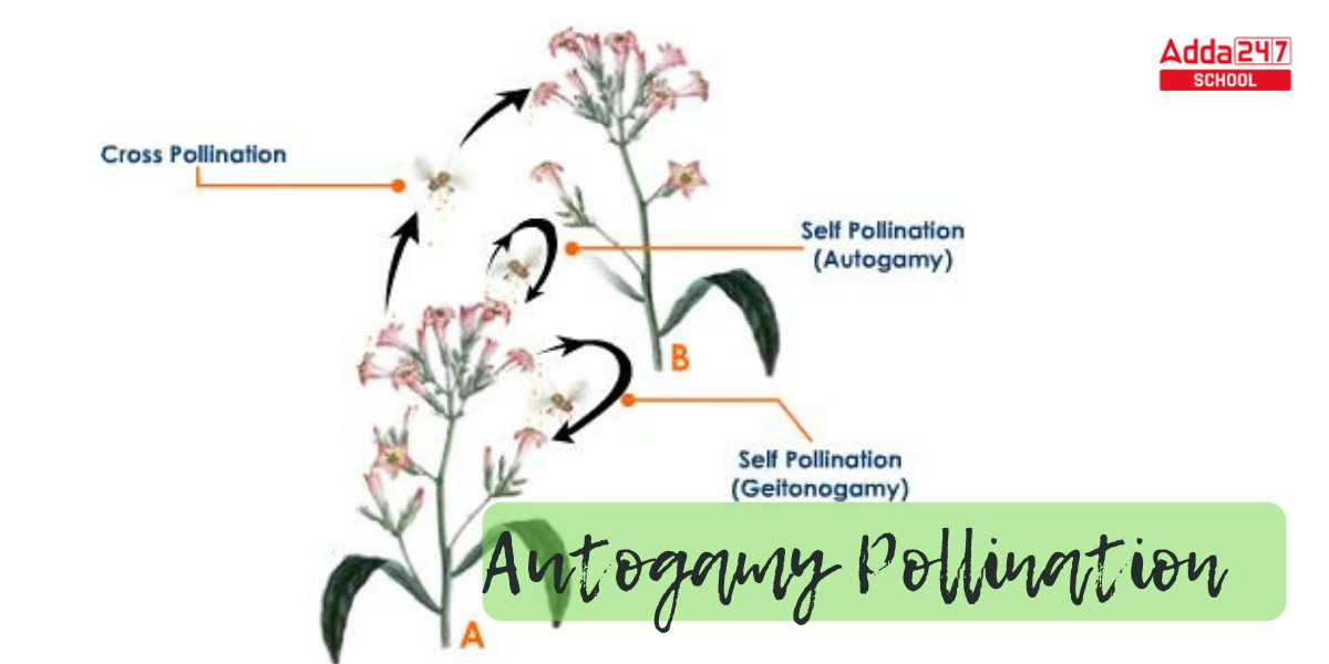 Pollination- Definition, Diagram, Process, Types -_8.1