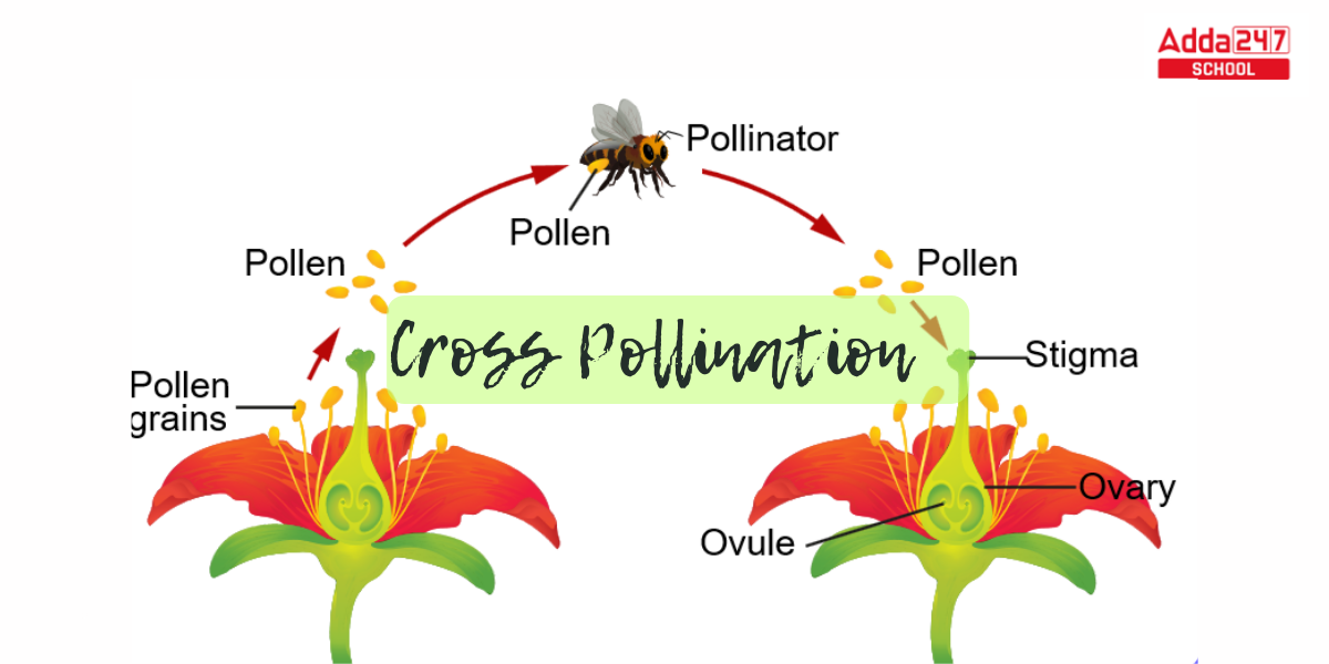 Pollination- Definition, Diagram, Process, Types -_7.1