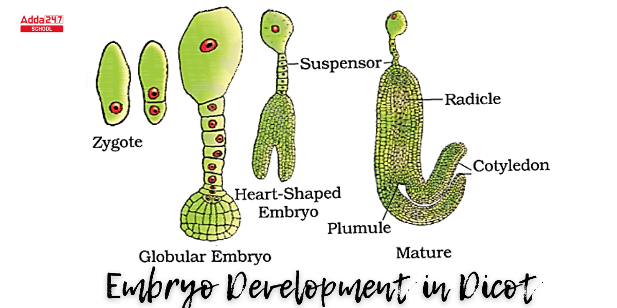 Double Fertilization, Definition, Process in Plant & Humans, Diagram -_4.1