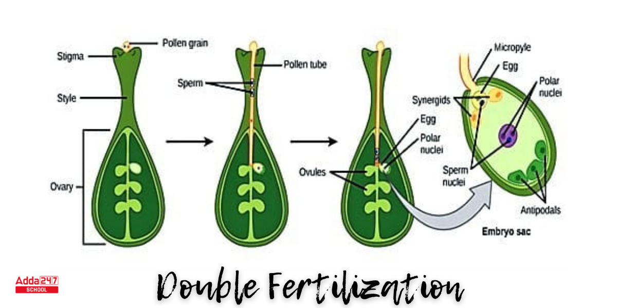 Double Fertilization, Definition, Process in Plant & Humans, Diagram -_3.1