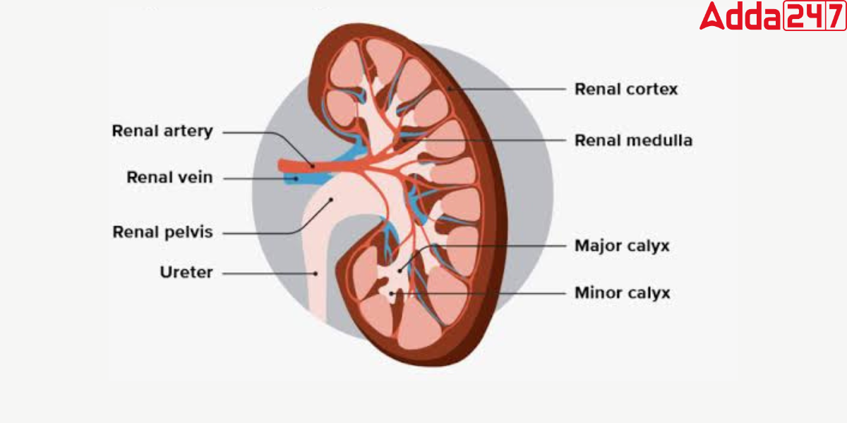 Excretion in Humans, Process, Diagram, System, Function -_4.1