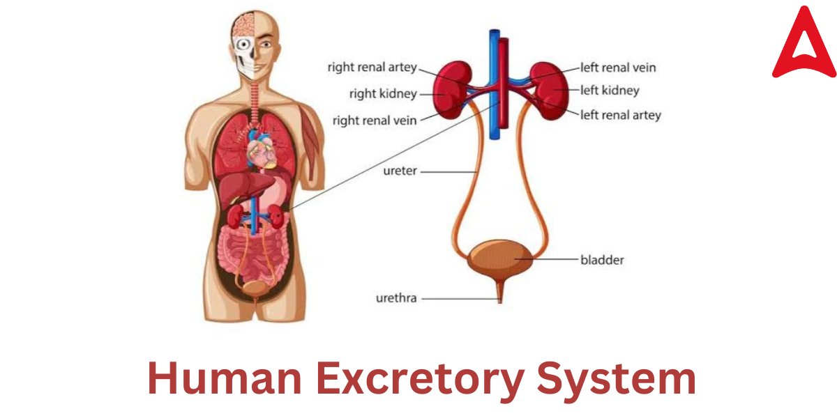 Excretion in Humans, Process, Diagram, System, Function -_3.1