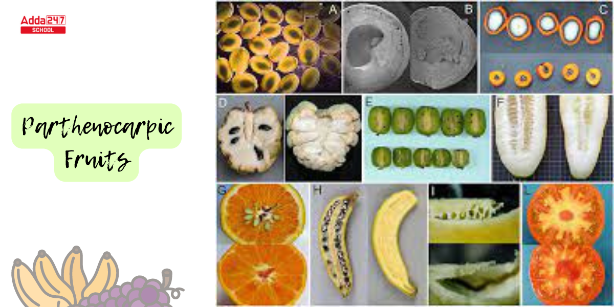 Parthenocarpy Meaning, Types, and Examples -_3.1