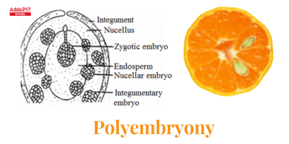 Polyembryony in Plants, Citrus, Gymnosperms, Types, Diagram -_3.1
