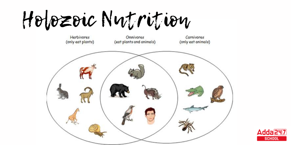 Heterotrophic Nutrition Types Diagram And Examples For Class 10