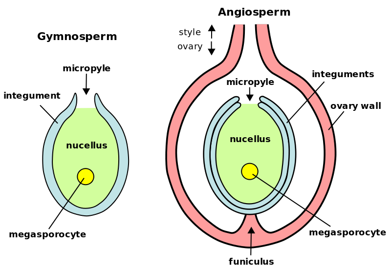 Asexual Reproduction Definition, Examples, Types, Advantages -_9.1